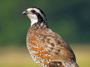 A close up of a bird with a green background